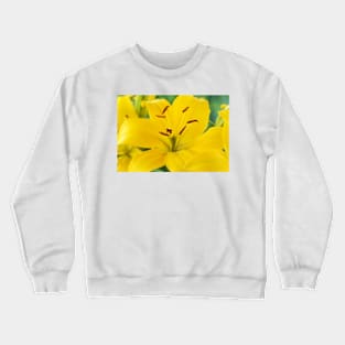 Lilium  &#39;Butter Pixie&#39;  Dwarf Asiatic lily Crewneck Sweatshirt